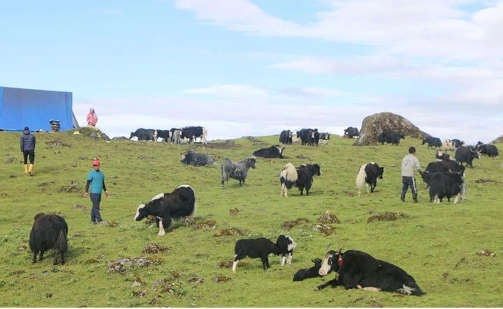 हिमाली क्षेत्रको गहना याक चौरी